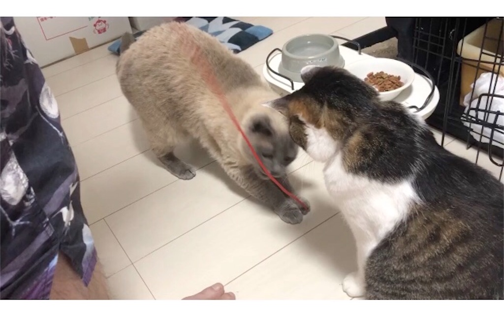 おもちゃで距離を縮める たかんぼとみゃあ