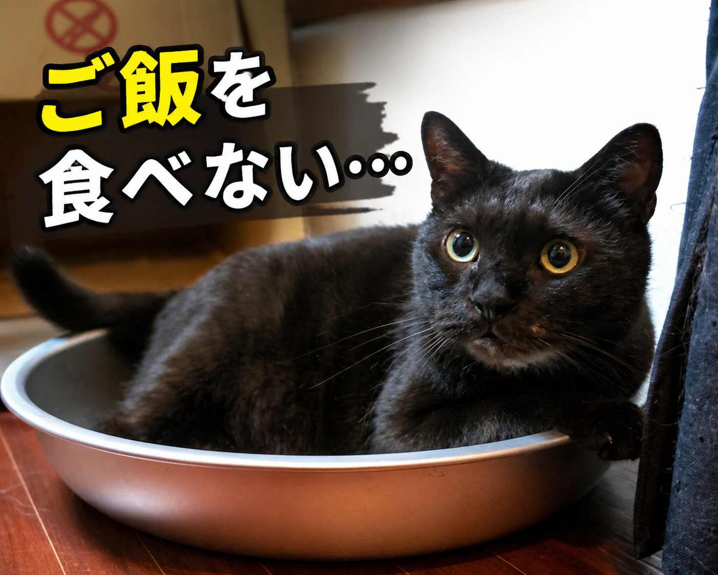 クロ、ご飯を食べない