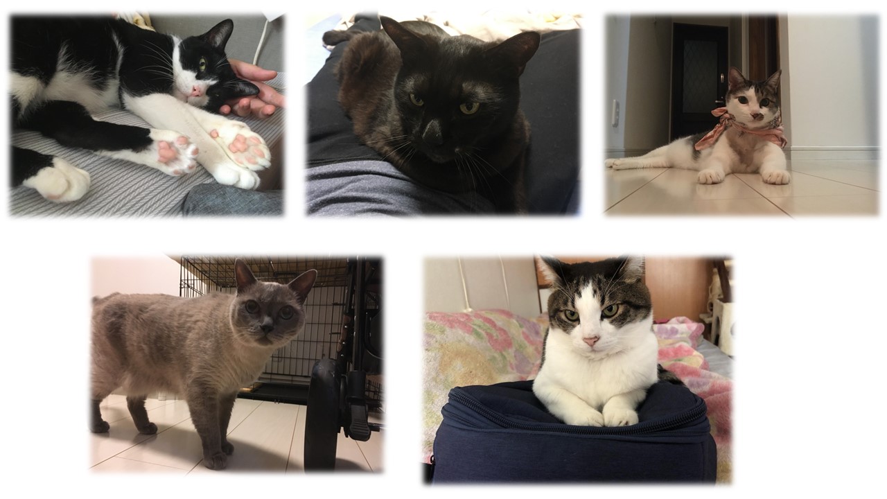 五猫の写真