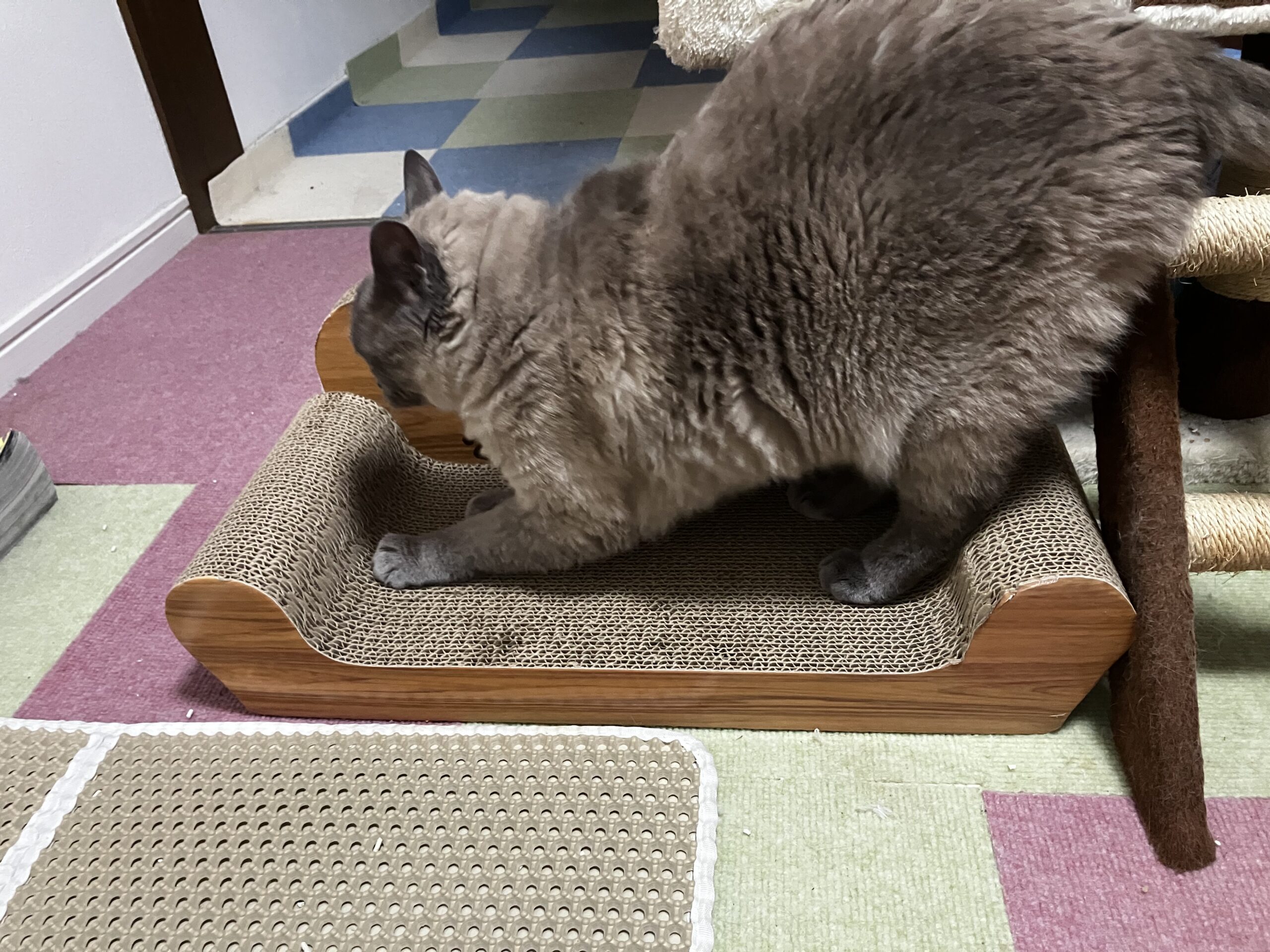 設置後すぐに使い始めたみゃあ