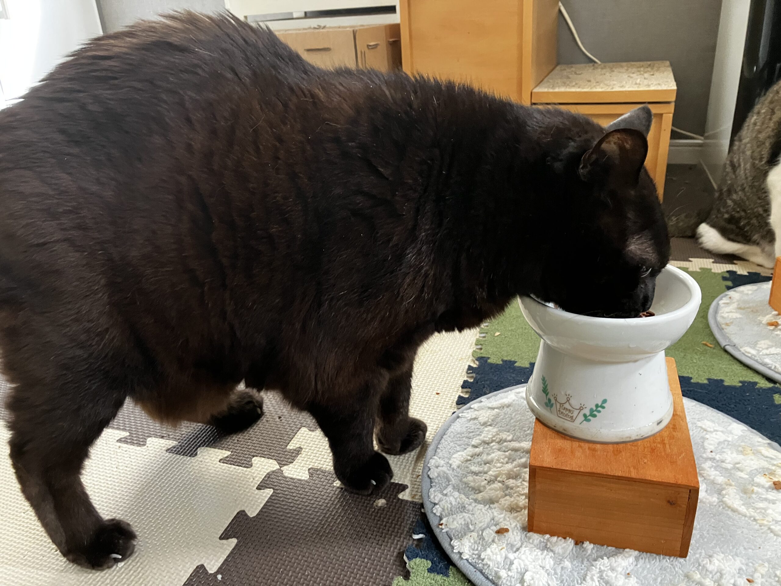 16歳クロの食事風景