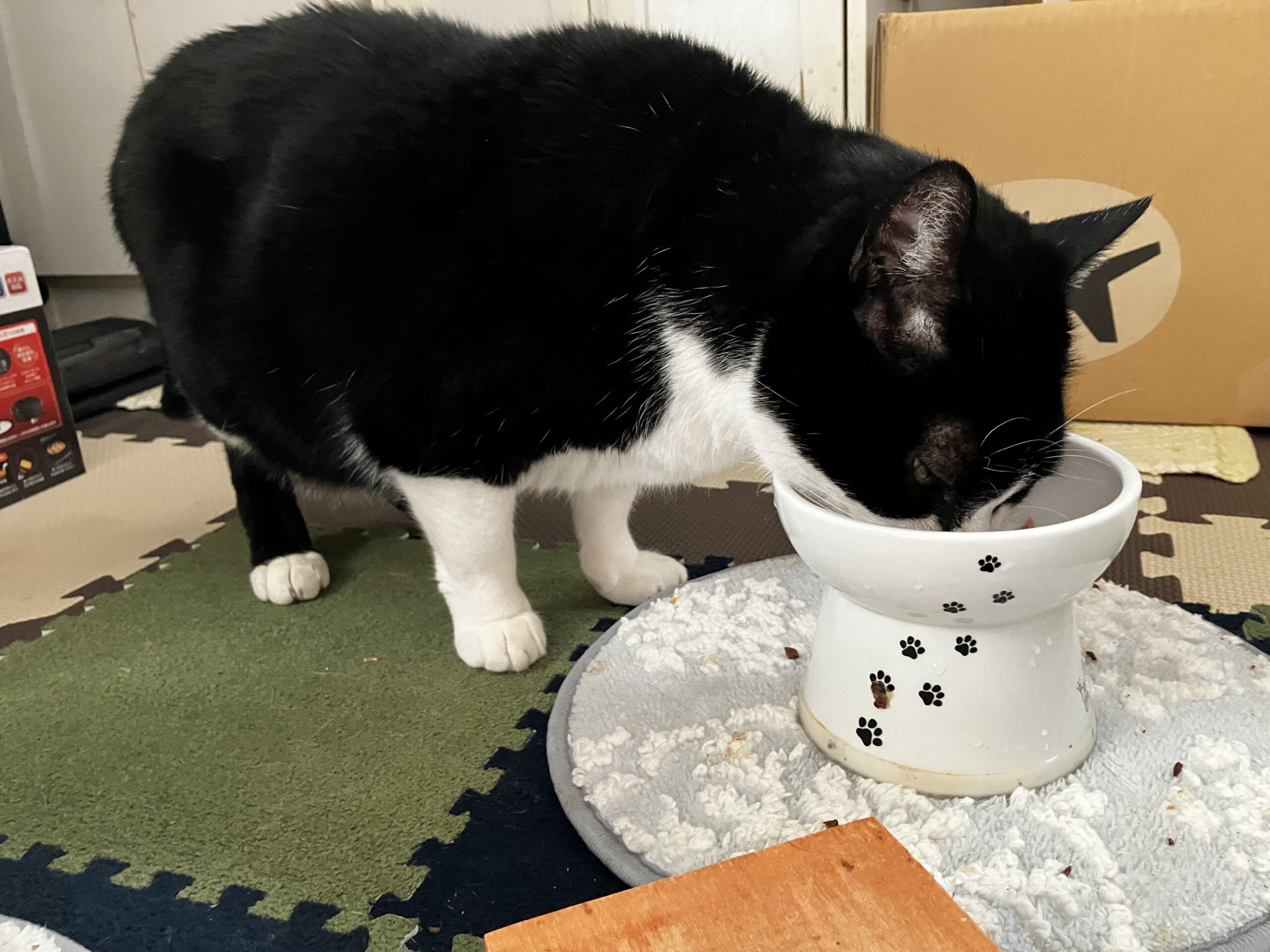 さんたの食事風景
