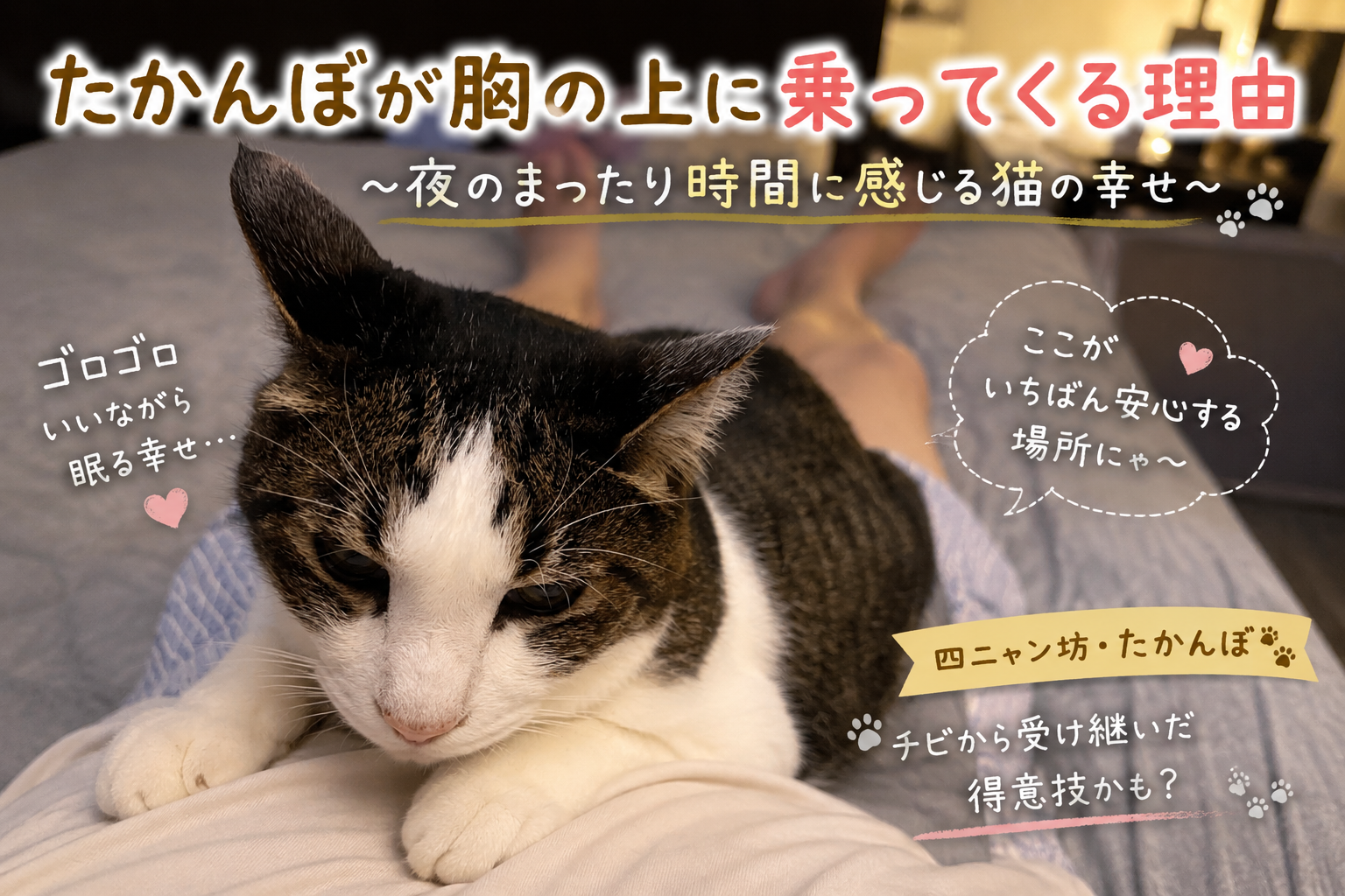 たかんぼが胸の上に乗ってくる理由｜夜のまったり時間に感じる猫の幸せ