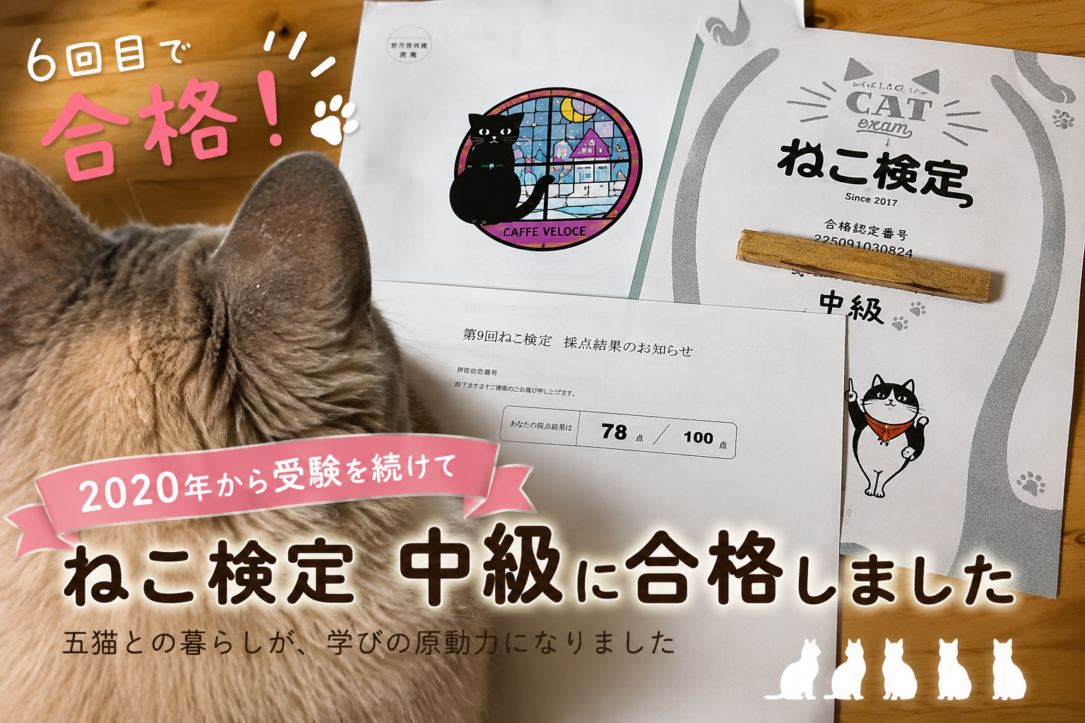 ねこ検定中級に6回目で合格しました｜2020年から受け続けた理由と五猫への想い