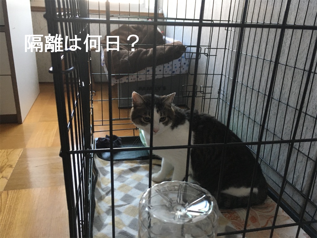隔離は何日？ゲージの中のたかんぼ