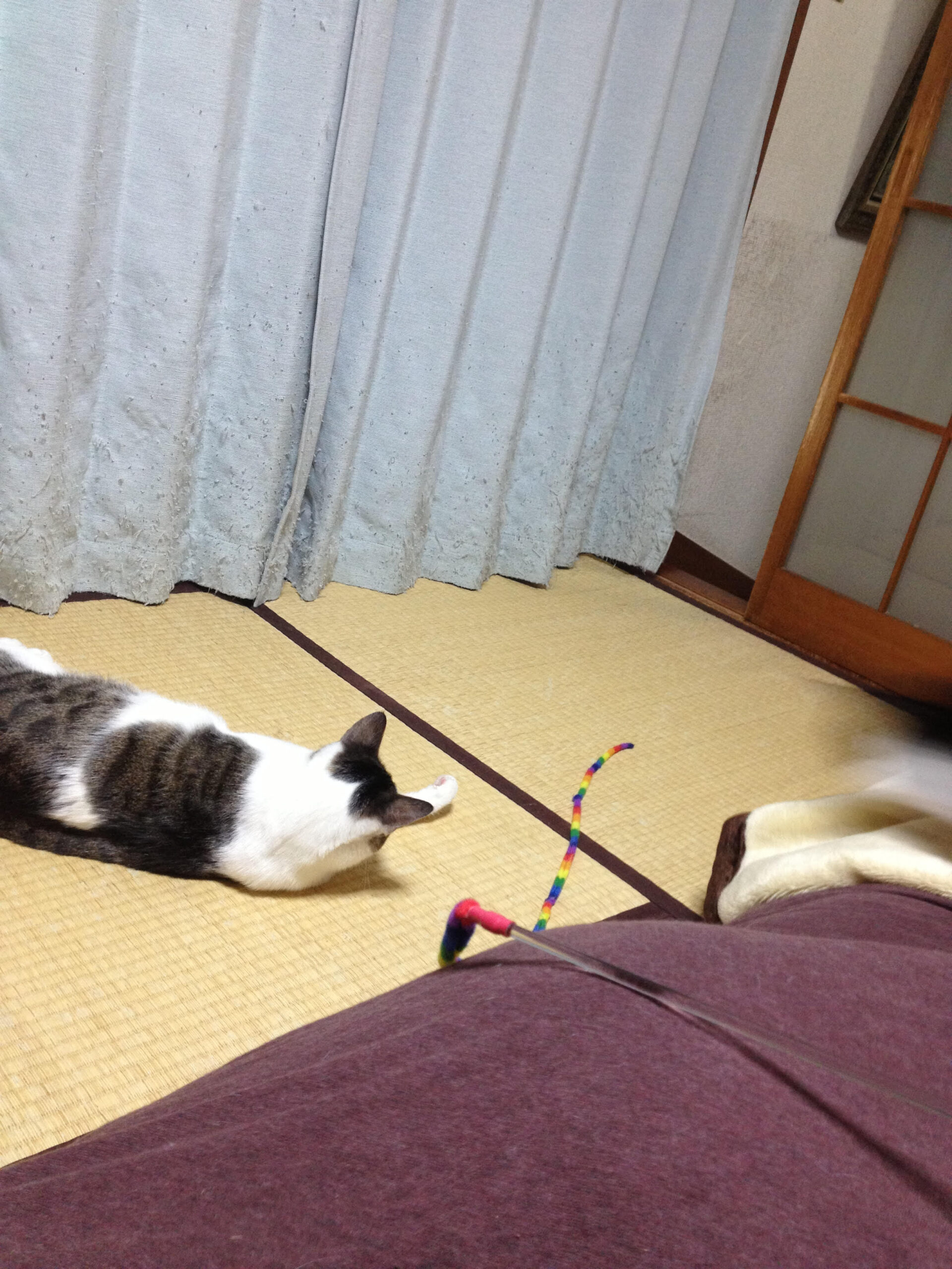 R.I.P_チビ_33か月