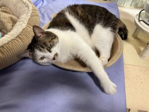 R.I.P.チビ【5か月】