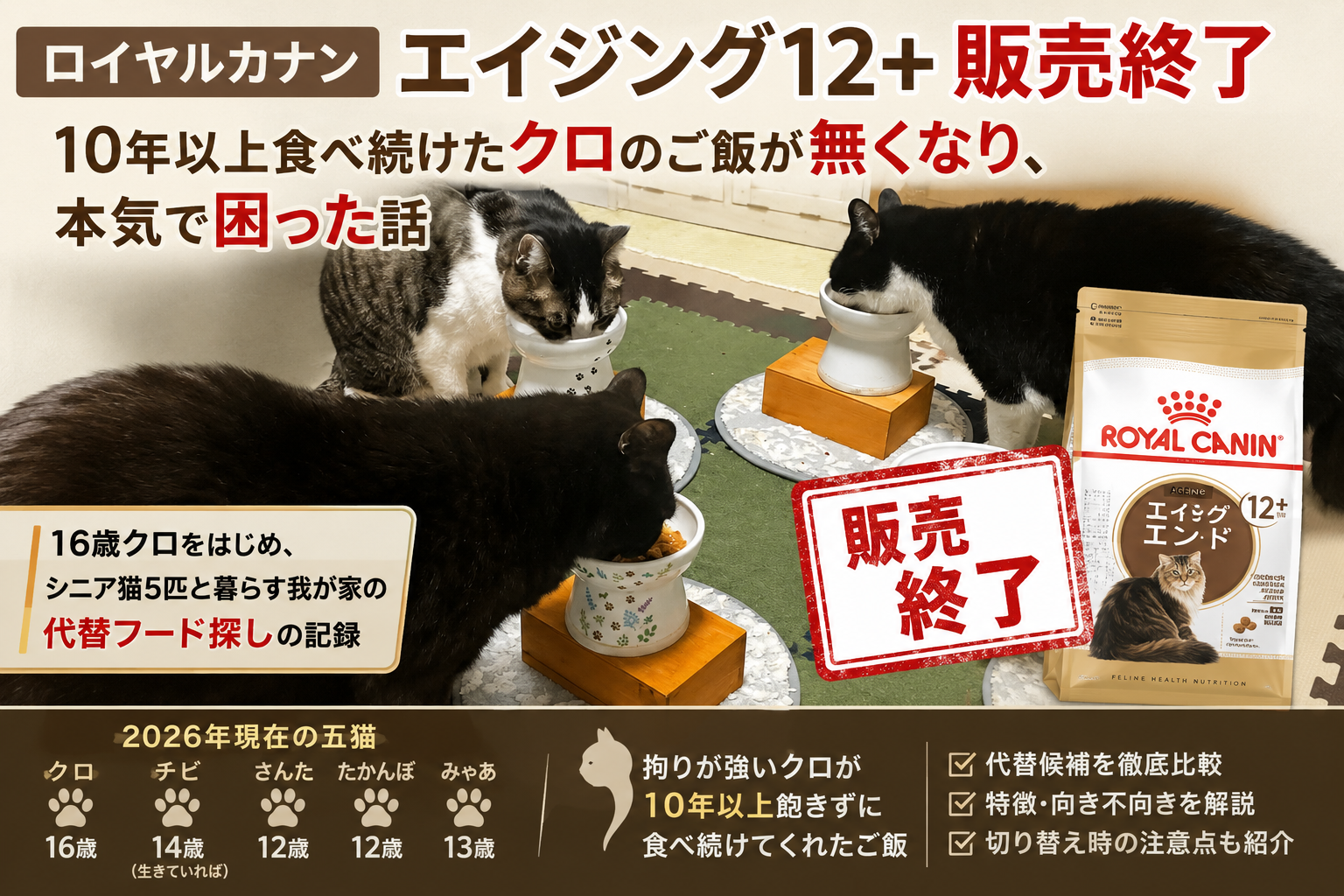 ロイヤルカナン エイジング12＋を食べるシニア猫クロ