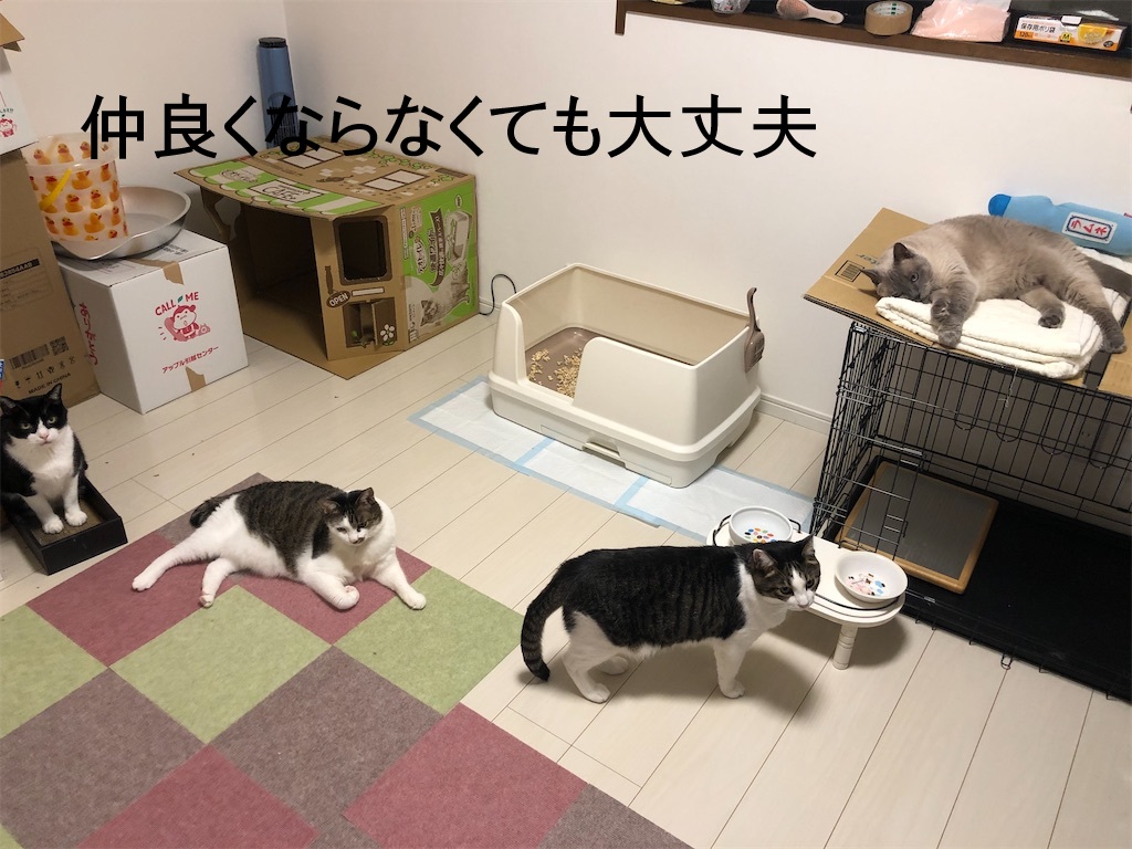 猫の多頭飼いのリアル