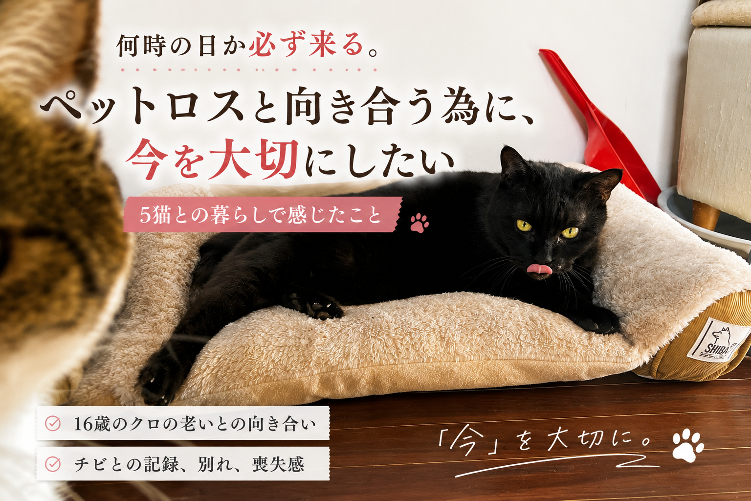 何時の日か必ず来る。ペットロスと向き合う為に、今を大切にしたい｜5猫との暮らしで感じたこと