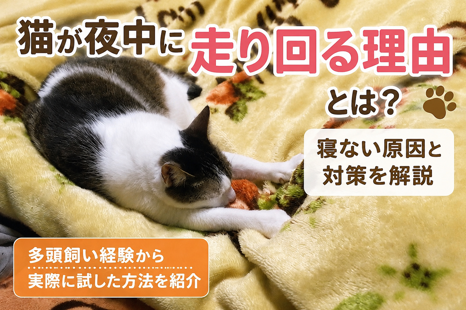 猫が夜寝ないのはなぜ？深夜の大運動会が起きる理由と我が家で実践した対策