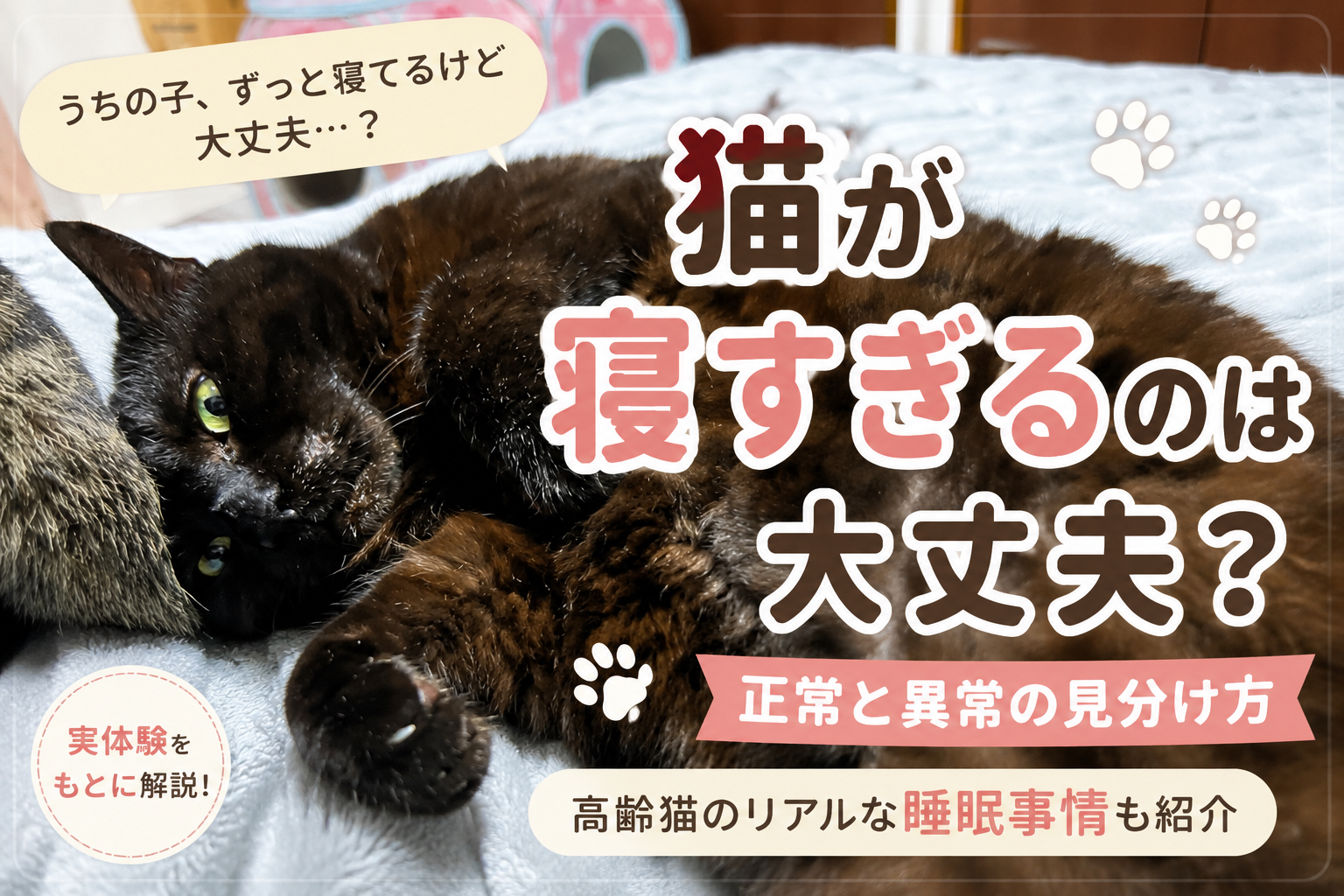 猫が寝すぎるのは大丈夫？高齢猫の実体験から分かる正常と異常の見分け方