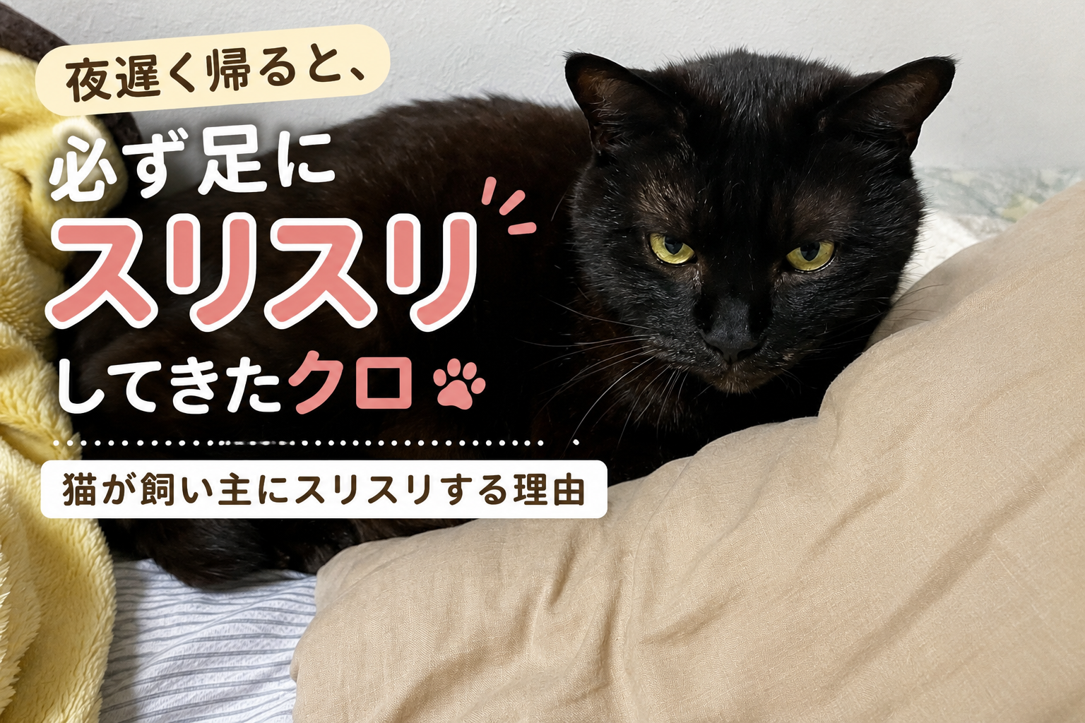 猫が帰宅した飼い主の足にスリスリする理由｜クロが毎晩見せてくれた行動