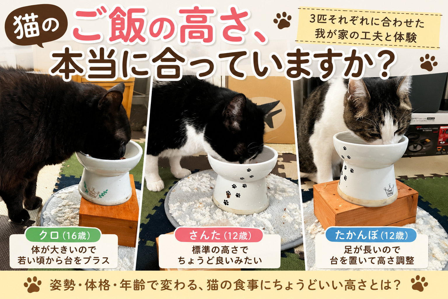 猫のご飯皿の高さは重要？16歳クロ・12歳さんた・たかんぼで違った“食べやすい姿勢”の話