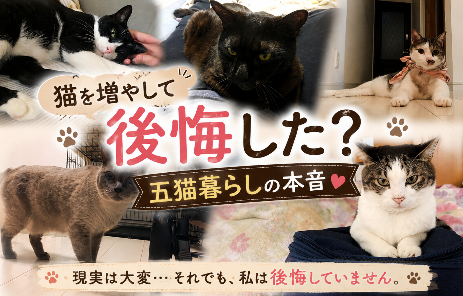 猫を増やして後悔した？五猫暮らしの本音｜現実は大変、それでも私は後悔していません