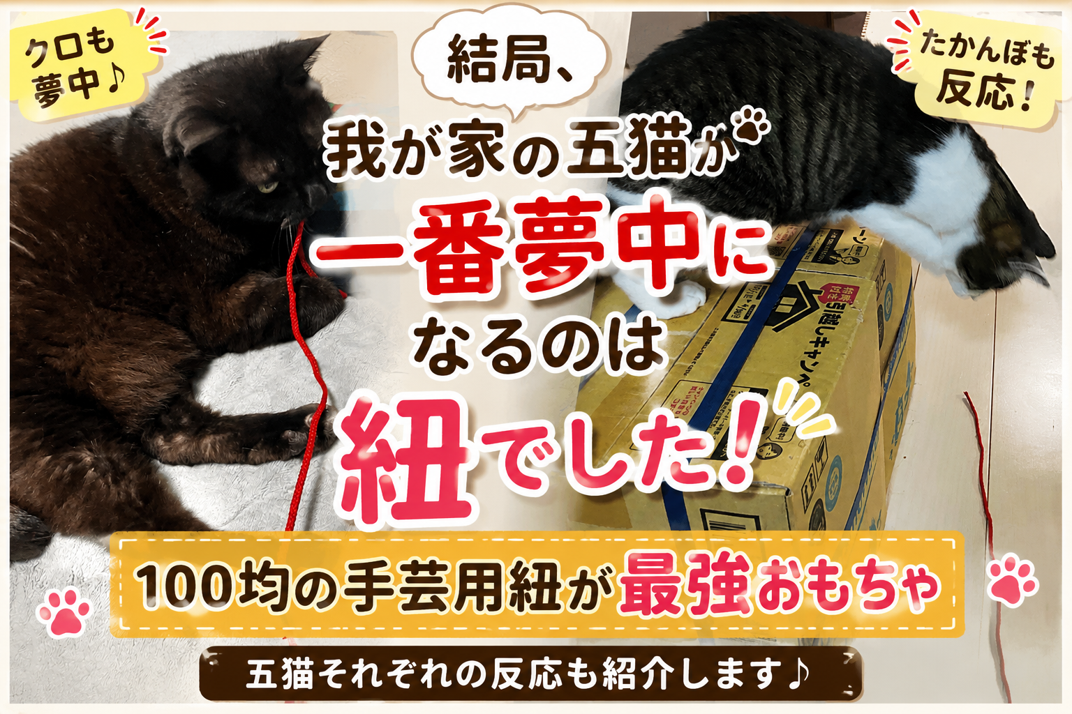 結局、我が家の五猫が一番夢中になるのは“ただの紐”でした