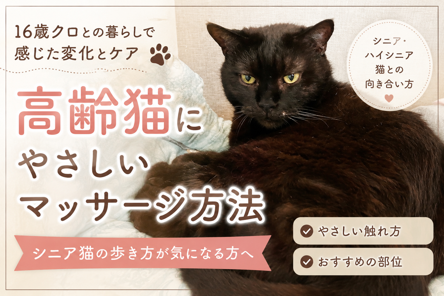 高齢猫にやさしいマッサージ方法｜16歳クロとの暮らしで感じた変化とシニア猫ケア