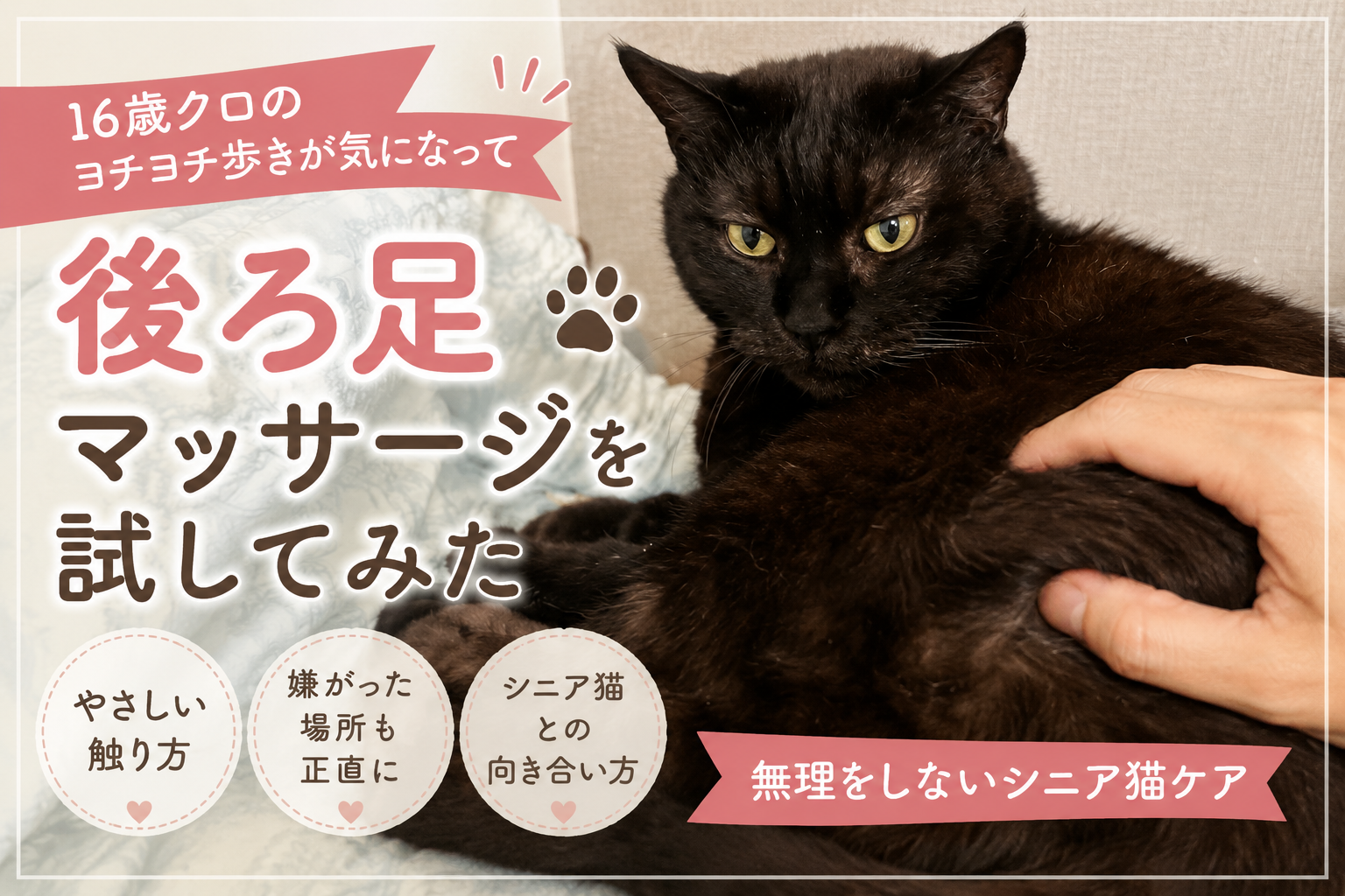 高齢猫の後ろ足マッサージを試してみた｜16歳クロのヨチヨチ歩きとシニア猫ケア