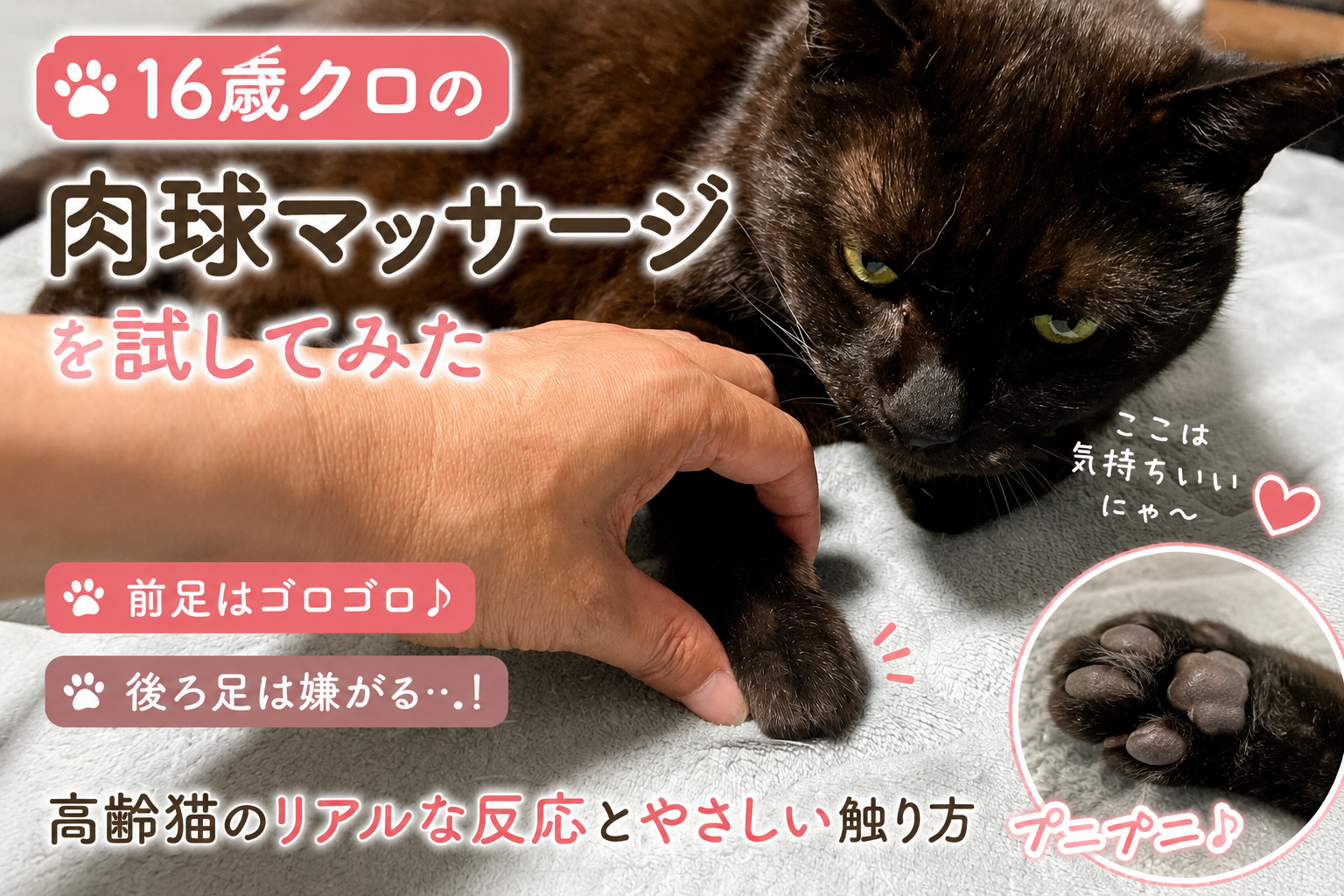 高齢猫の肉球マッサージを試してみた｜16歳クロがゴロゴロ言う前足と嫌がる後ろ足の違い