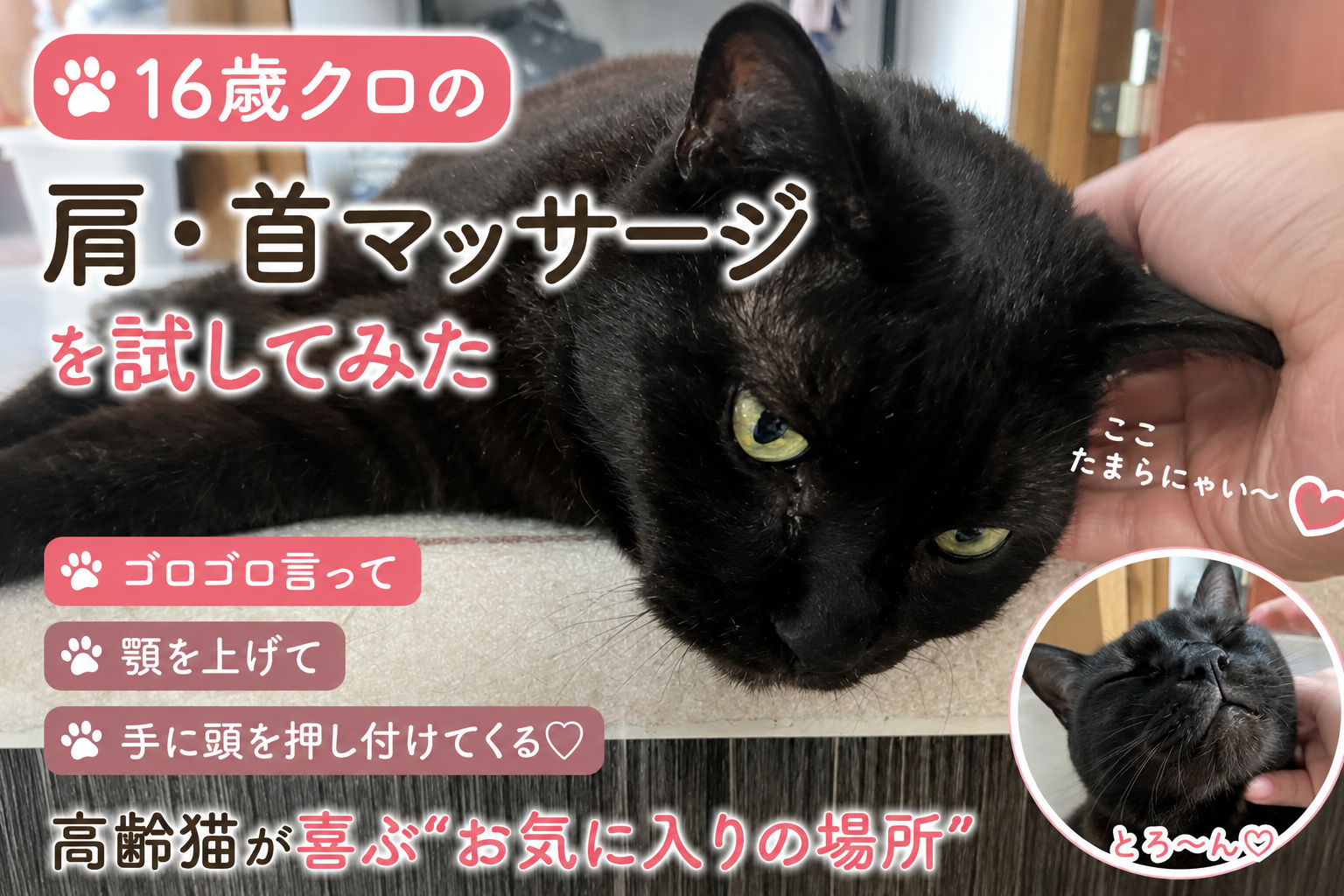 高齢猫の肩・首マッサージを試してみた｜16歳クロがゴロゴロ甘える“お気に入りの場所”