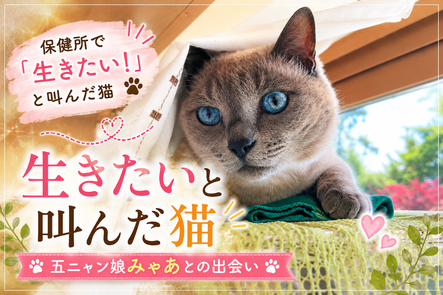 保健所で「生きたい」と叫んだ猫｜五ニャン娘みゃあとの出会い