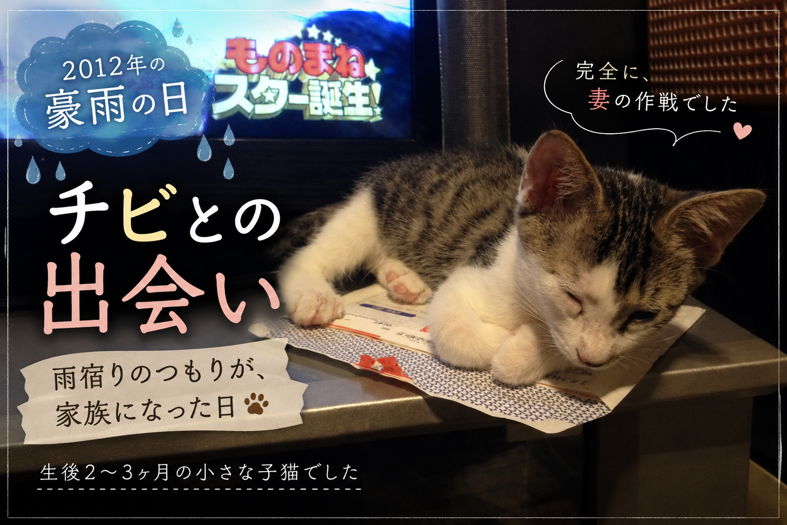 2012年の豪雨の日に出会った猫｜11年間一緒に暮らしたチビとの思い出