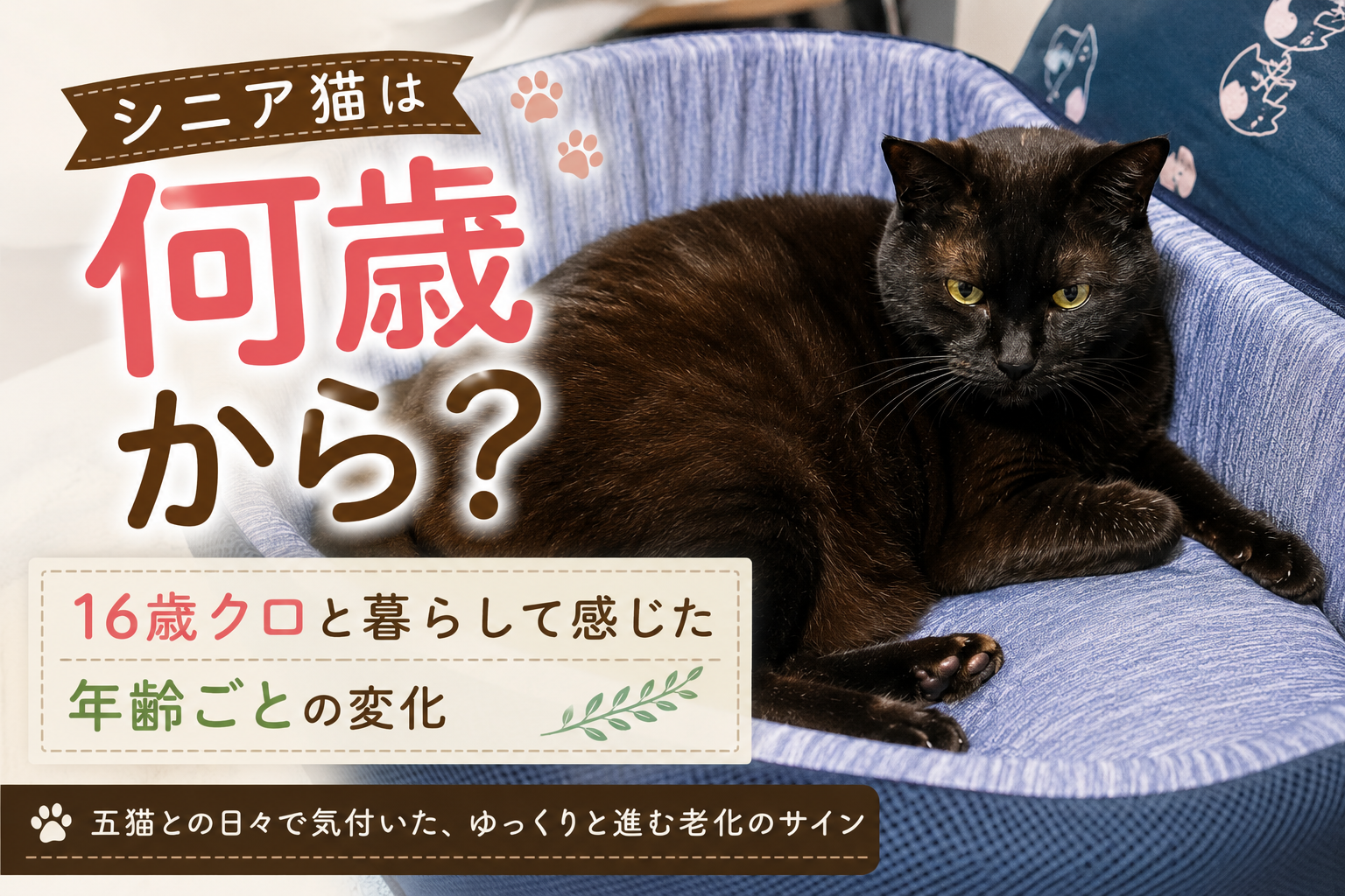 シニア猫は何歳から？我が家の五猫に現れた年齢ごとの変化