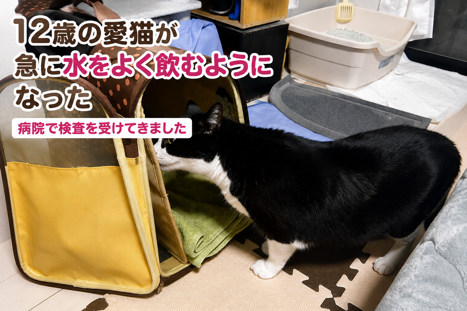 12歳の愛猫が急に水をよく飲むようになった｜受診で初期の腎臓病の可能性を指摘された話