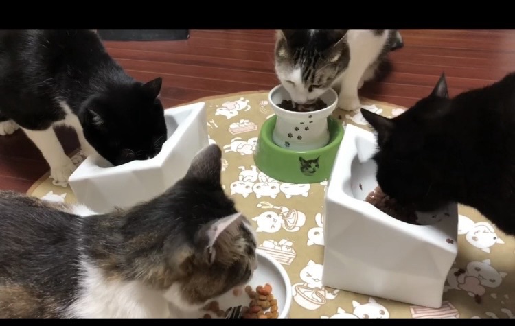クロ・チビ・さんた・たかんぼがご飯を食べている様子