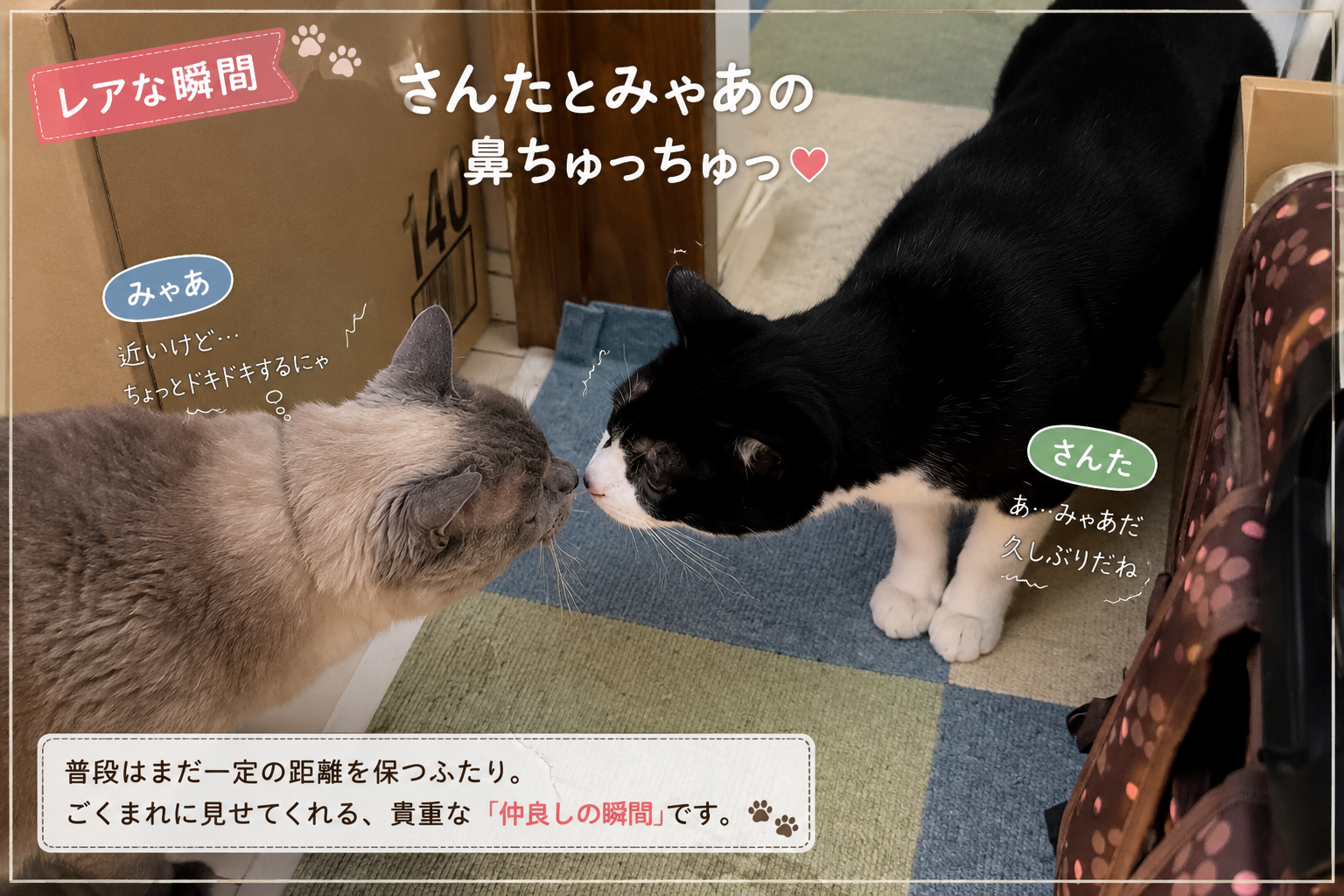 シニア猫との多頭飼いで感じたこと｜仲良しじゃなくても一緒に暮らせる