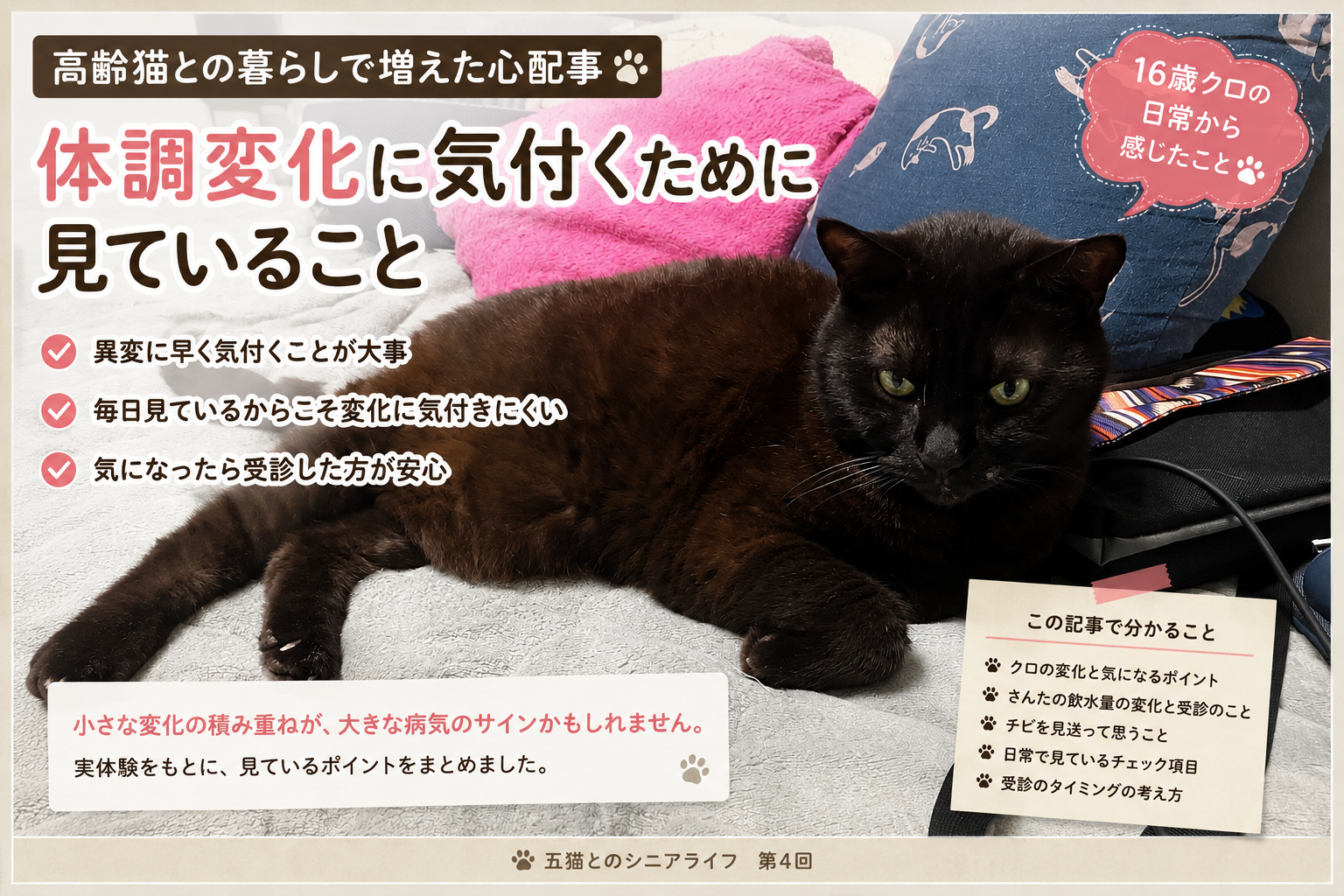 高齢猫との暮らしで増えた心配事｜体調変化に気付くために見ていること