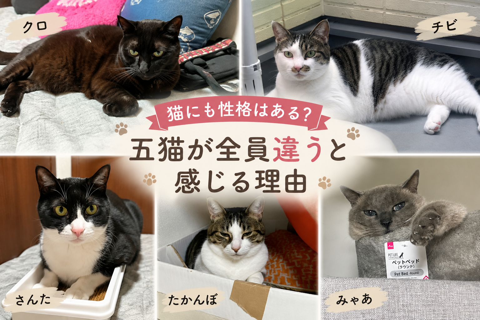 クロ・チビ・さんた・たかんぼ・みゃあの五猫それぞれの個性を紹介するアイキャッチ画像