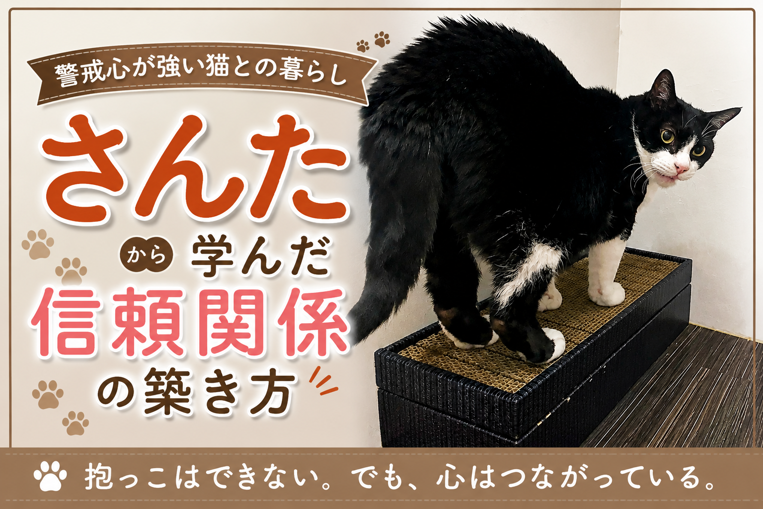 警戒心が強い猫との暮らし｜さんたから学んだ信頼関係の築き方