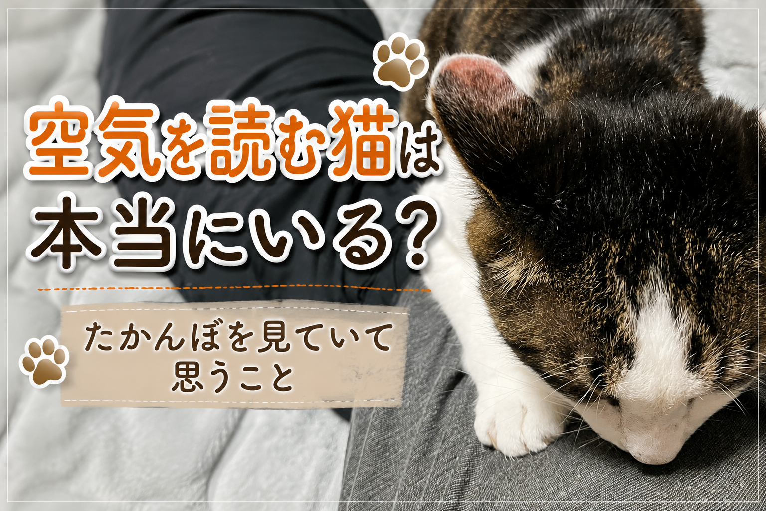 空気を読む猫は本当にいる?たかんぼを見ていて思うこと