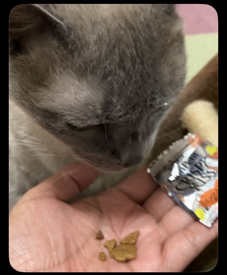 オーナーの手からご飯を食べるみゃあ
