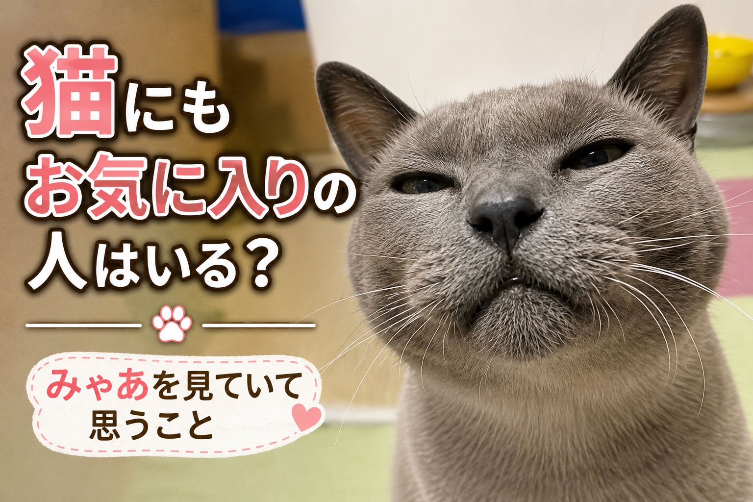 猫にもお気に入りの人はいる？みゃあを見ていて思うこと