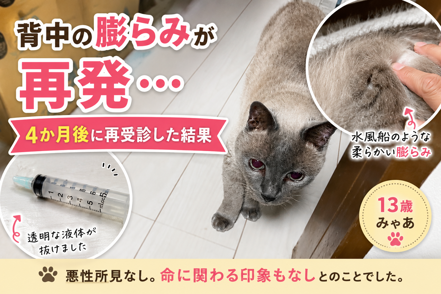 猫の背中の水疱（のう胞）は再発する？｜13歳みゃあを4か月後に再受診した結果