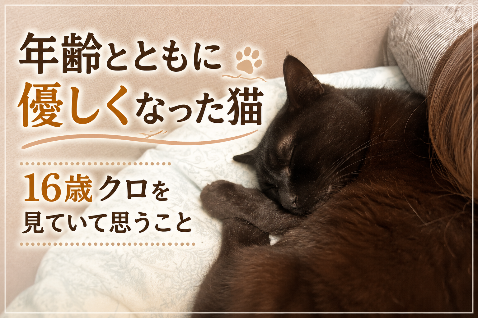 年齢とともに優しくなった猫｜16歳クロを見ていて思うこと