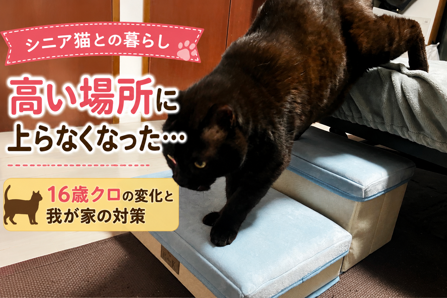 シニア猫が高い場所に上らなくなった…16歳クロの変化と我が家の対策