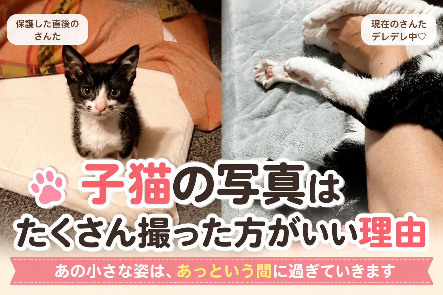 子猫の写真はたくさん撮った方がいい理由｜保護直後のさんたを見返して思うこと