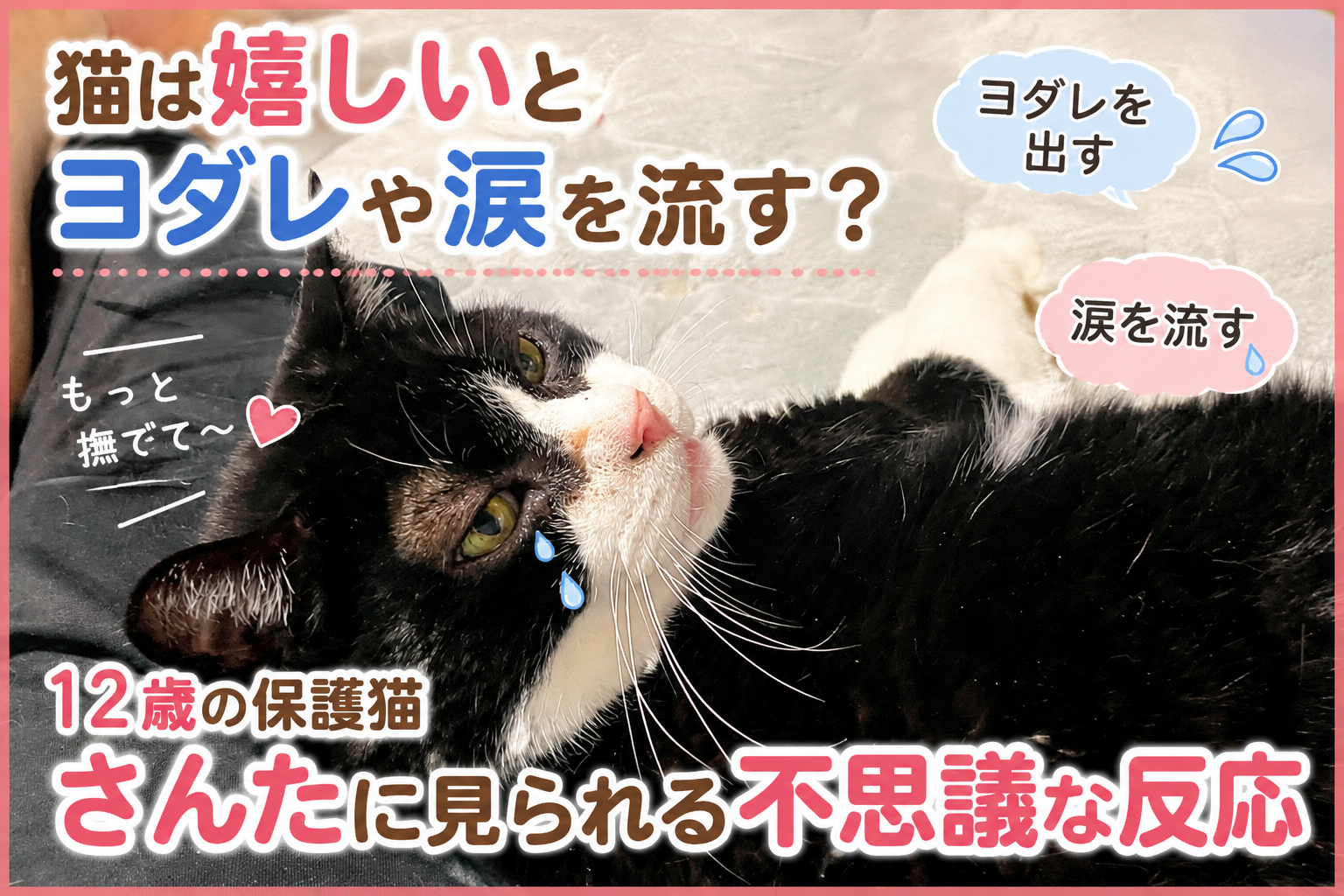 猫は嬉しいとヨダレや涙を流す？12歳の保護猫さんたに見られる不思議な反応