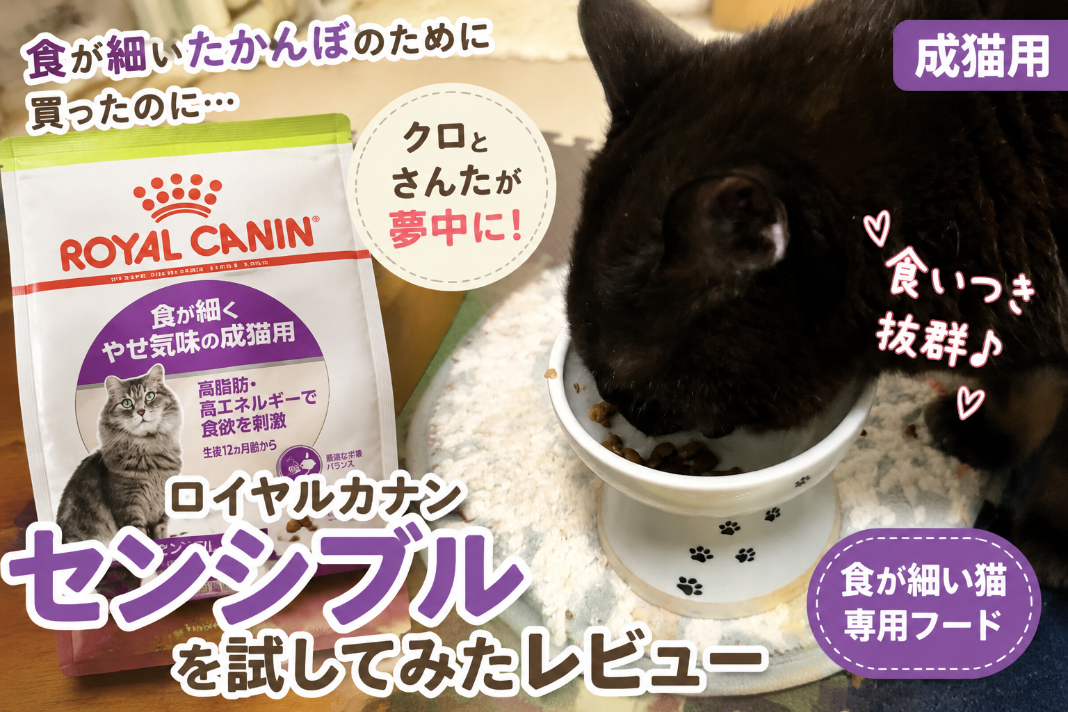食が細いたかんぼのために買ったのに…クロとさんたが夢中になったロイヤルカナン「センシブル」レビュー