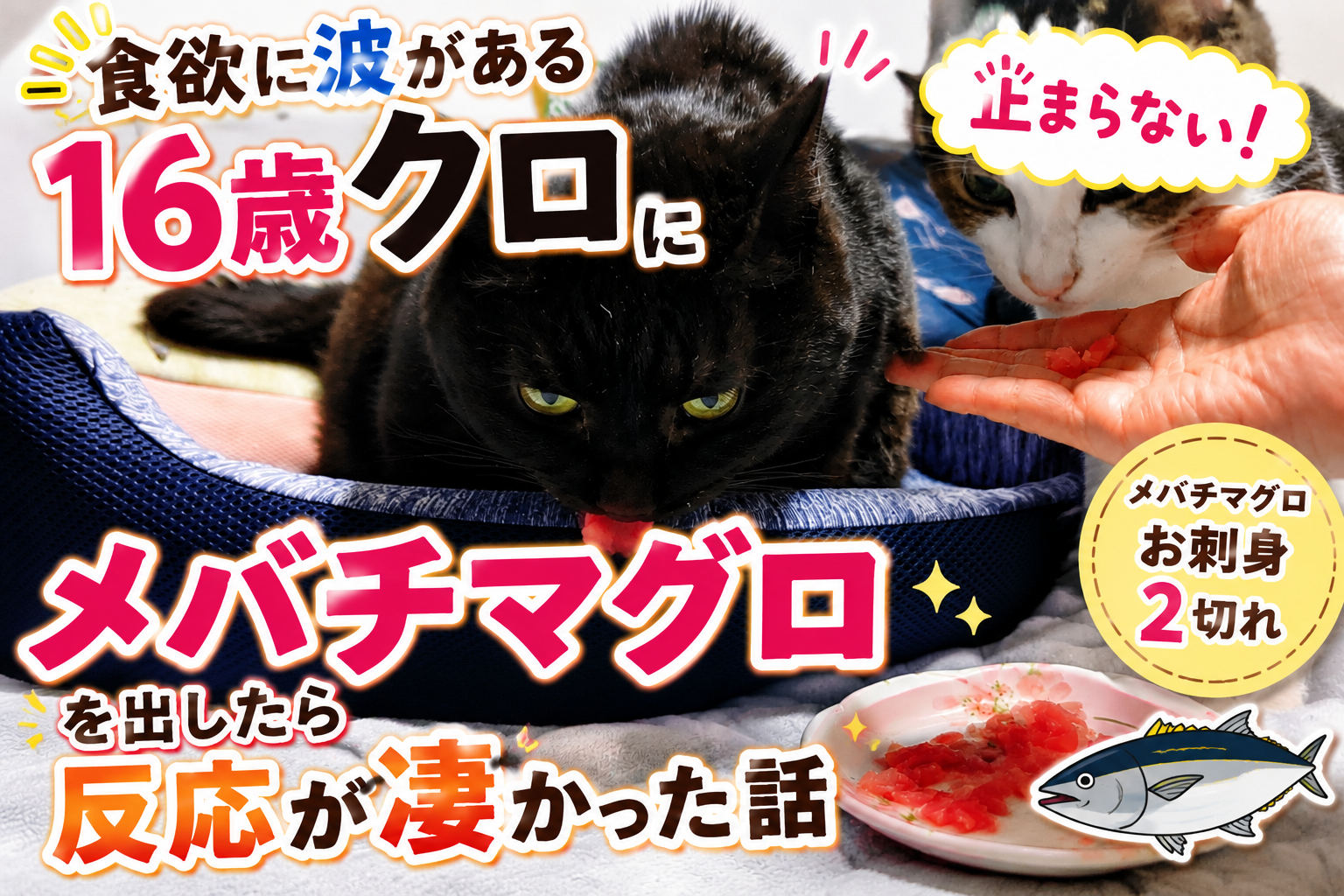 食欲に波がある16歳クロにマグロを出したら反応が凄かった話