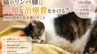 猫のリンパ腫に高額な治療費をかける？チビの闘病で私が選んだこと