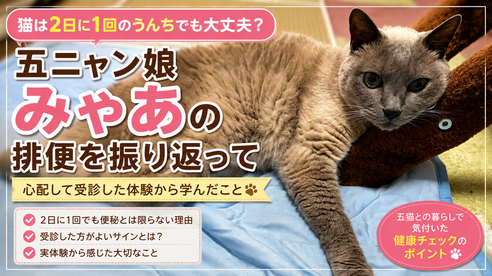 猫は2日に1回のうんちでも大丈夫？便秘を心配して動物病院へ行った我が家の実体験