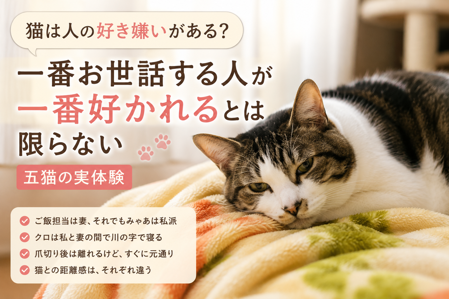 猫は人の好き嫌いがある？一番お世話する人が一番好かれるとは限らない【五猫の実体験】