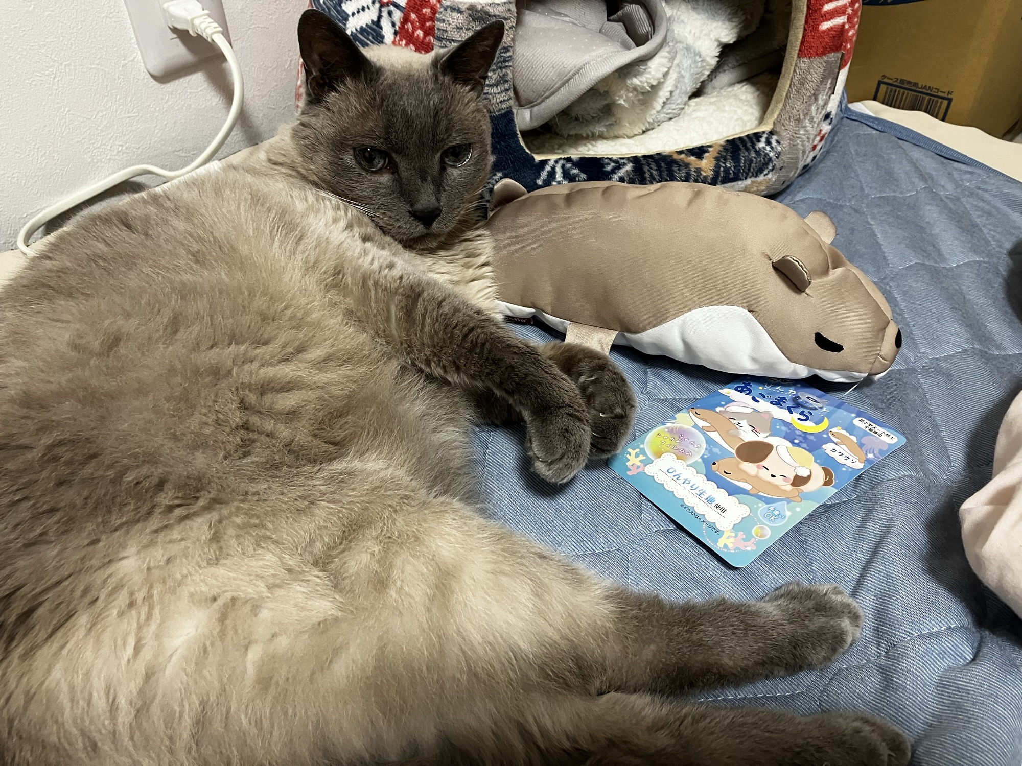 ひんやりTOYあごまくら カワウソのそばで横になるみゃあ