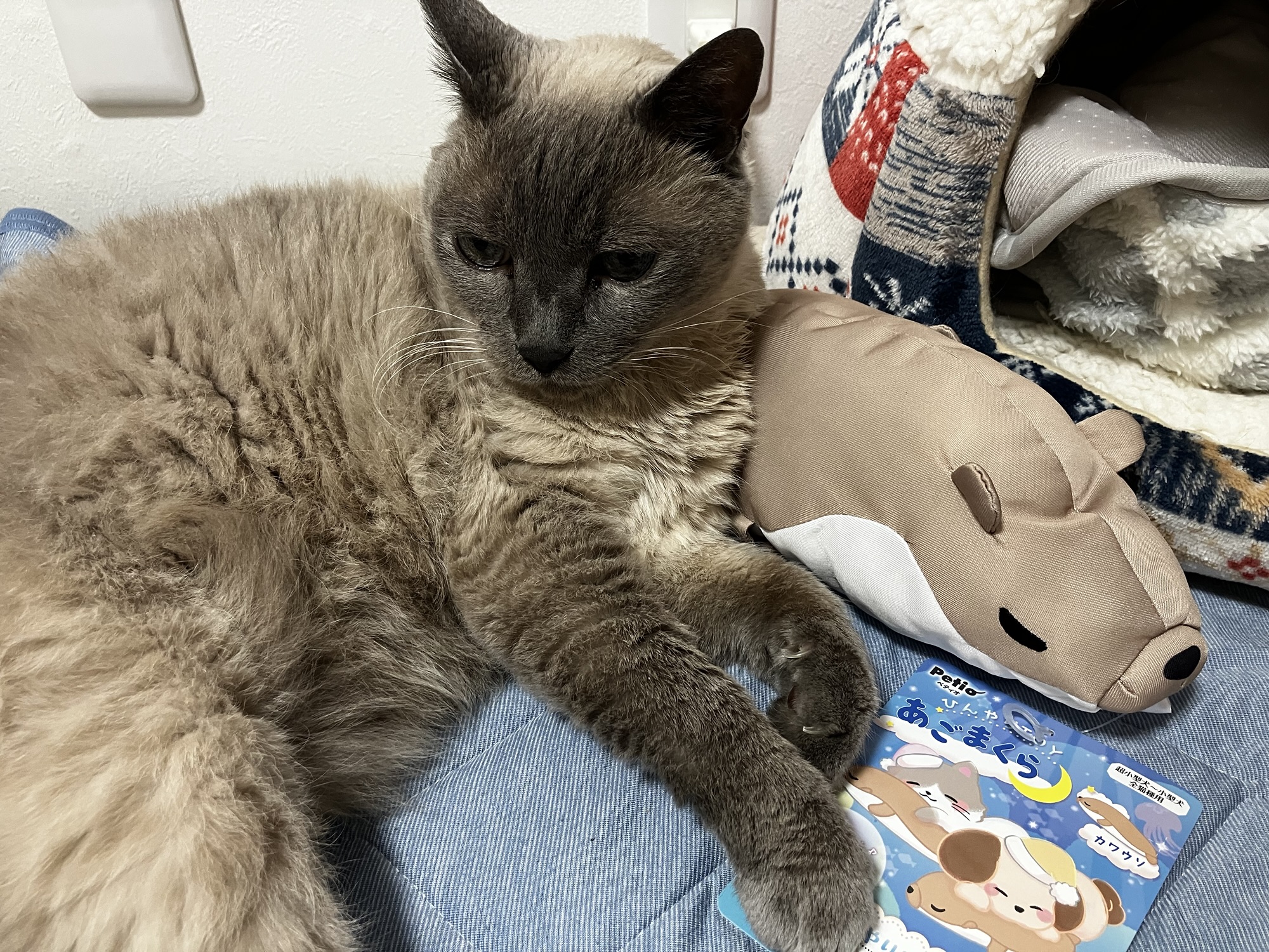 ペティオのひんやりTOYあごまくら カワウソと一緒にくつろぐ猫のみゃあ