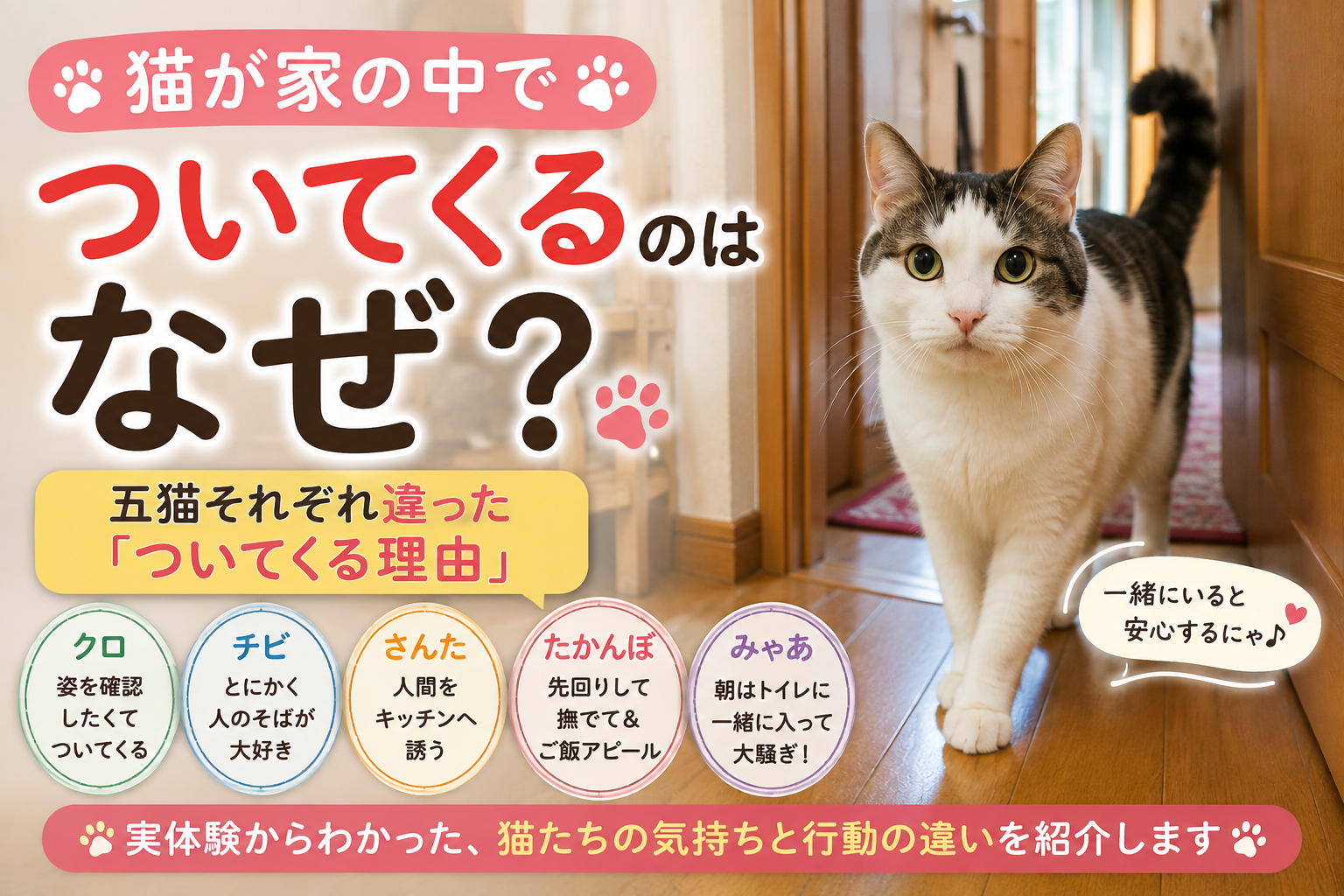 猫が家の中でついてくるのはなぜ？五猫それぞれ違った「ついてくる理由」