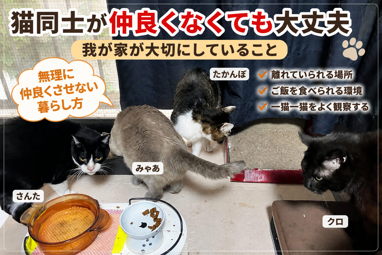 多頭飼いで猫同士の仲が悪い｜無理に仲良くさせず長年暮らしてきた我が家の方法